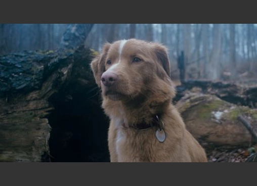 GOOD BOY／グッド・ボーイ