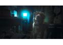 GOOD BOY/グッド・ボーイ